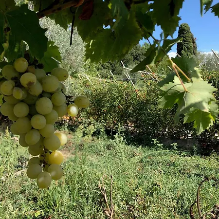 Apartment Casolare La Vigna Siena
