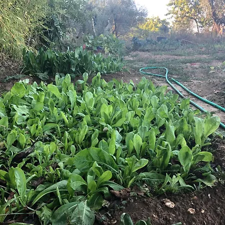 Casolare La Vigna Apartment
