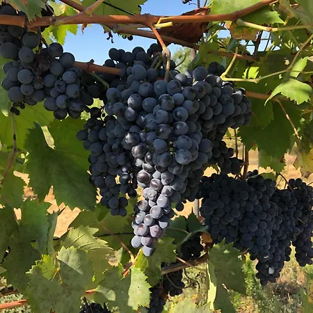 Casolare La Vigna